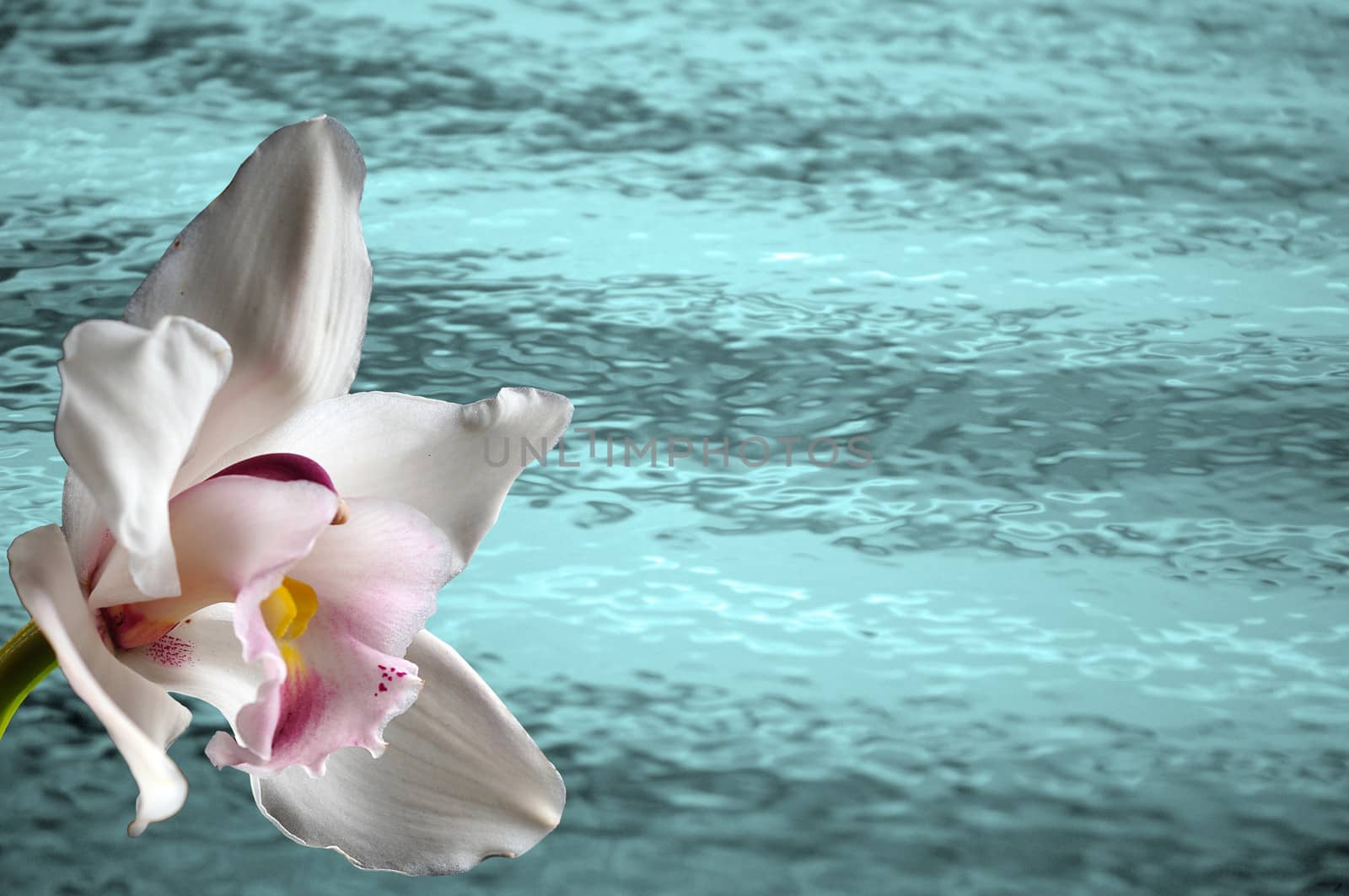 tropical orchid flower and warm turquoise water or ocean background
