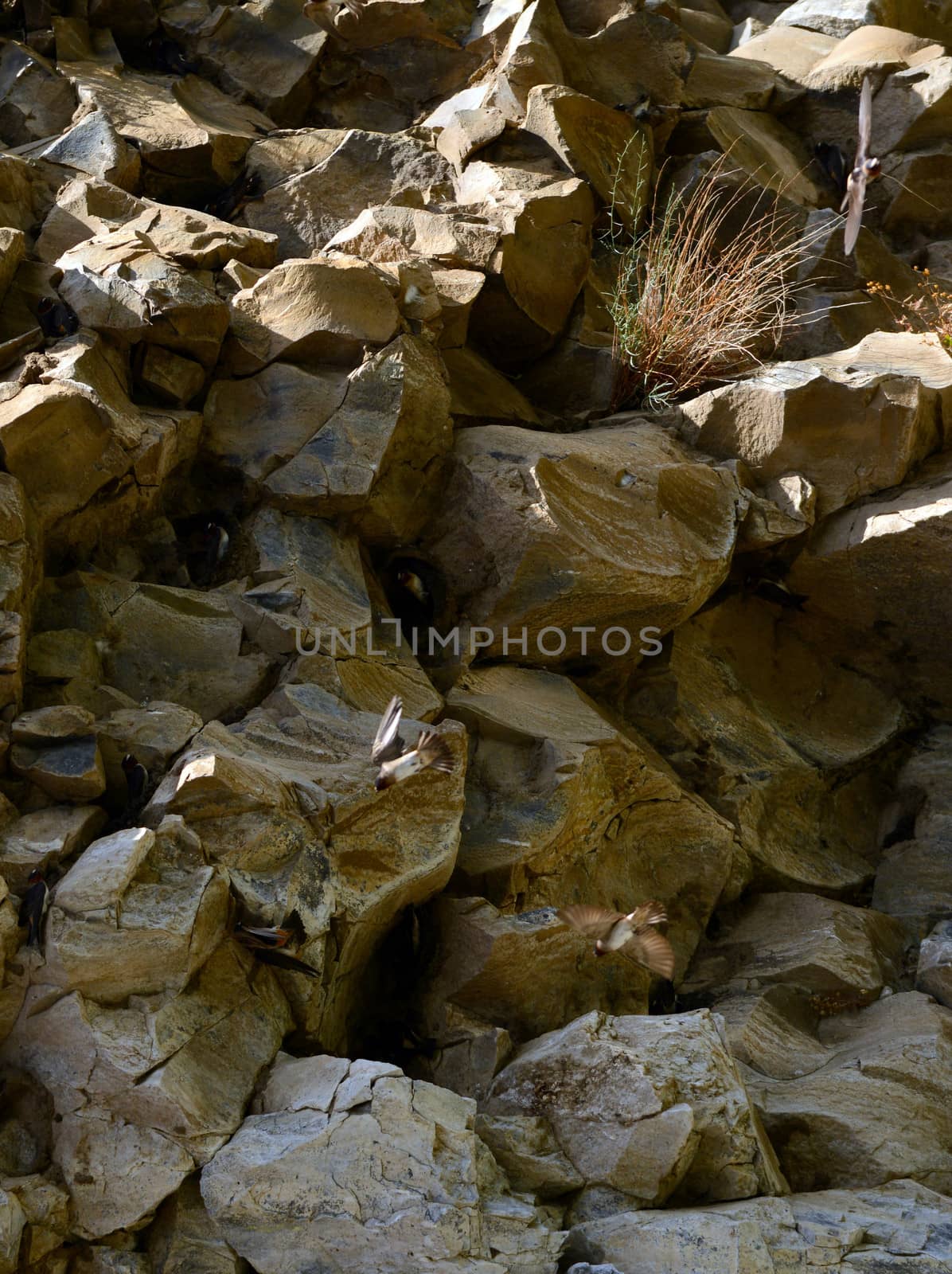 a rock background in nature with birds