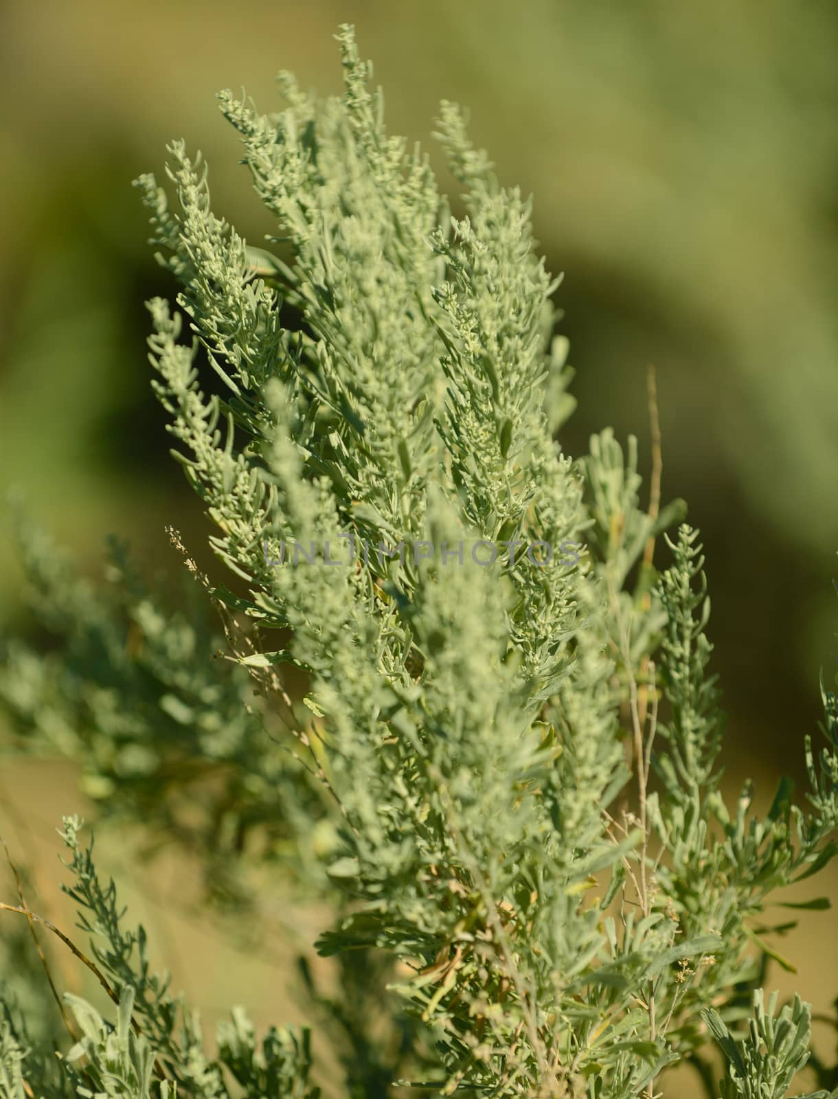 close up image of sage brush in a national park in utah
