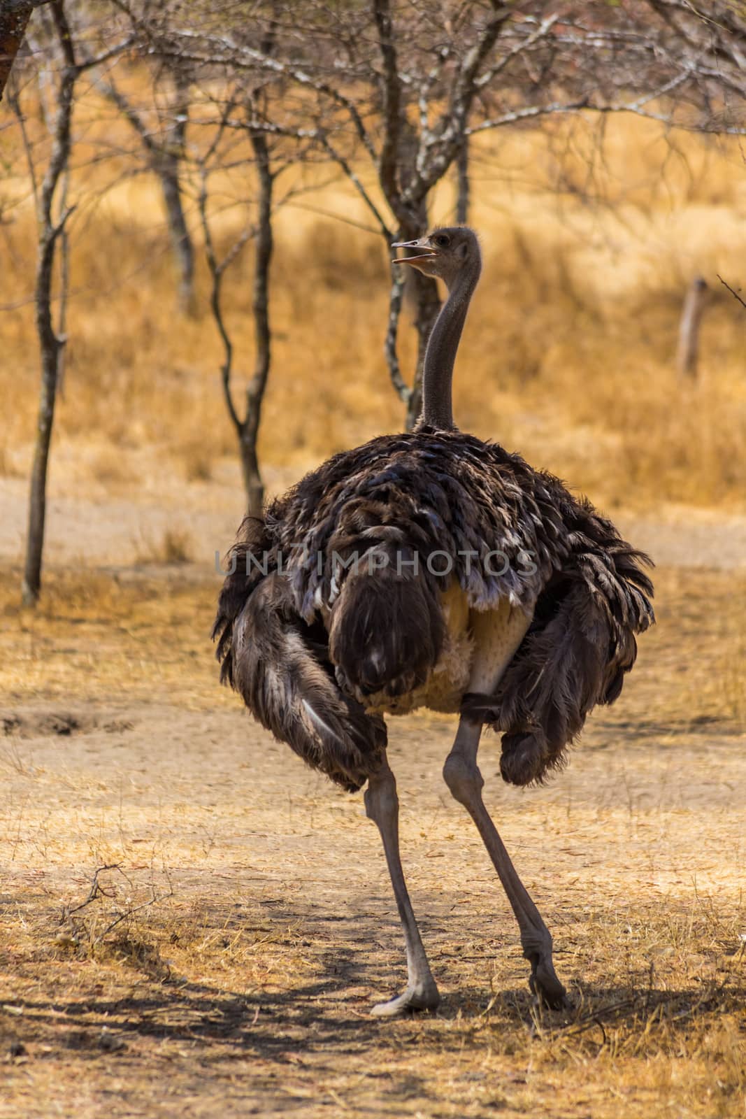 An ostrich on the lookout standing in a small shaded area of the dry savannah lands