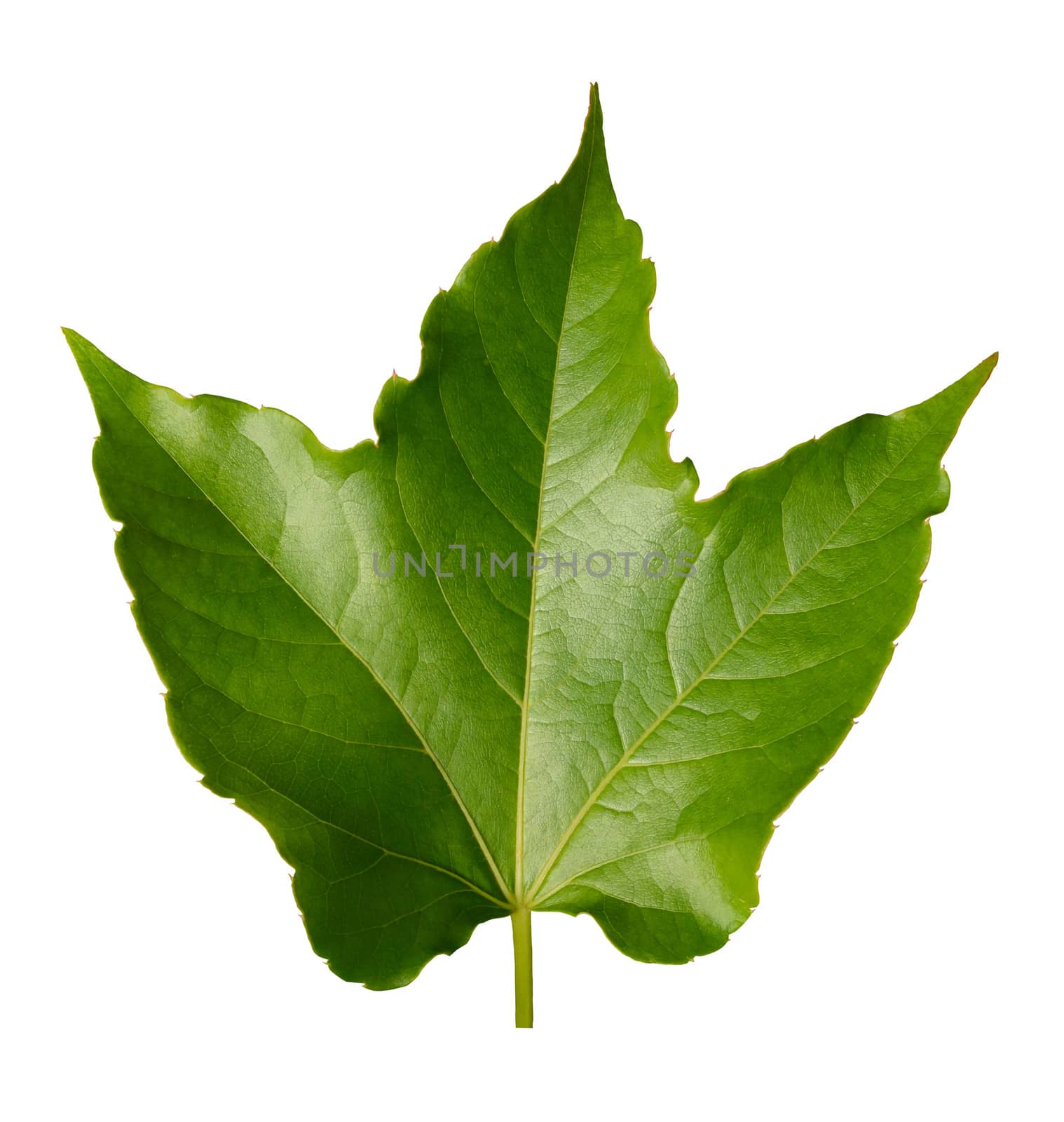 Isolated Leaf by mrdoomits