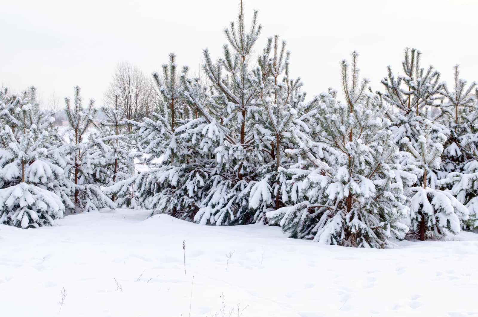 snow and frost covered young pine grove in cold winter time.