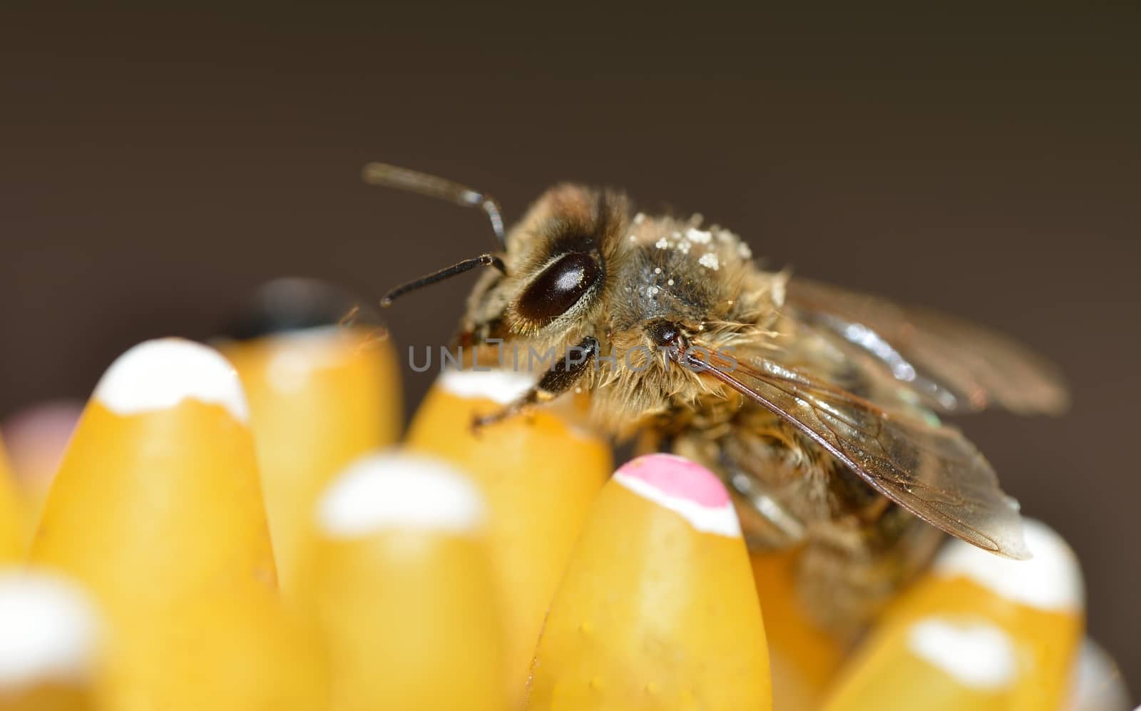 A close-up of a honeybee