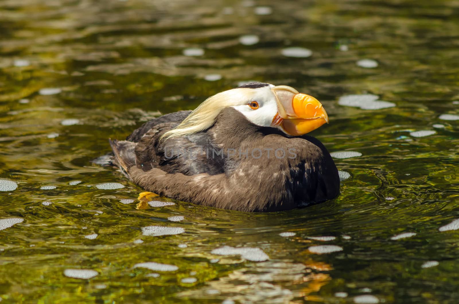 Tufted Puffin in Water by jkraft5