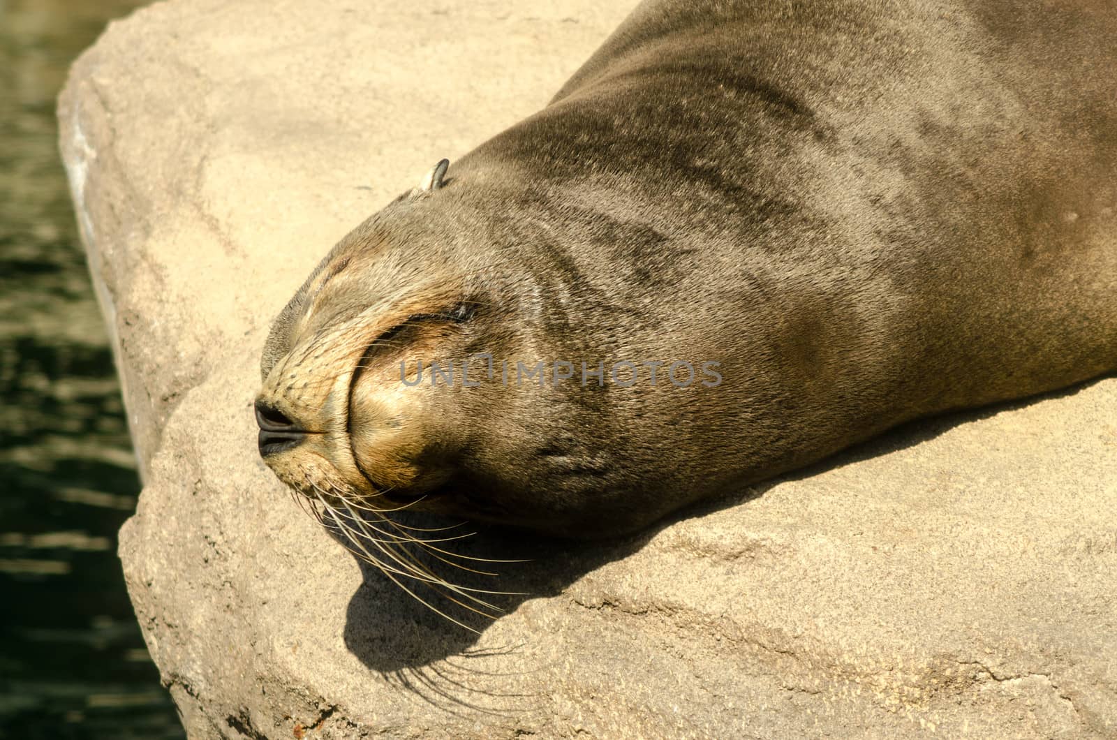 Closeup of the face of a sunbathing sea lion