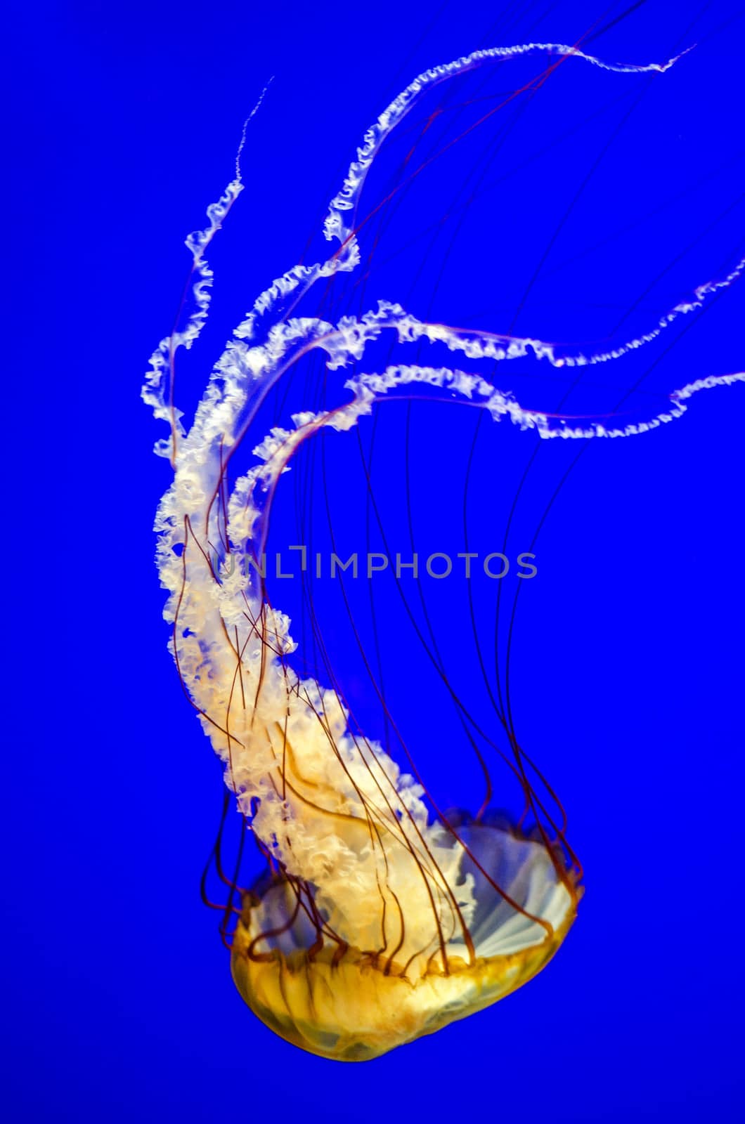 Vertical view of an orange Sea Nettle Jellyfish against a beautiful blue background