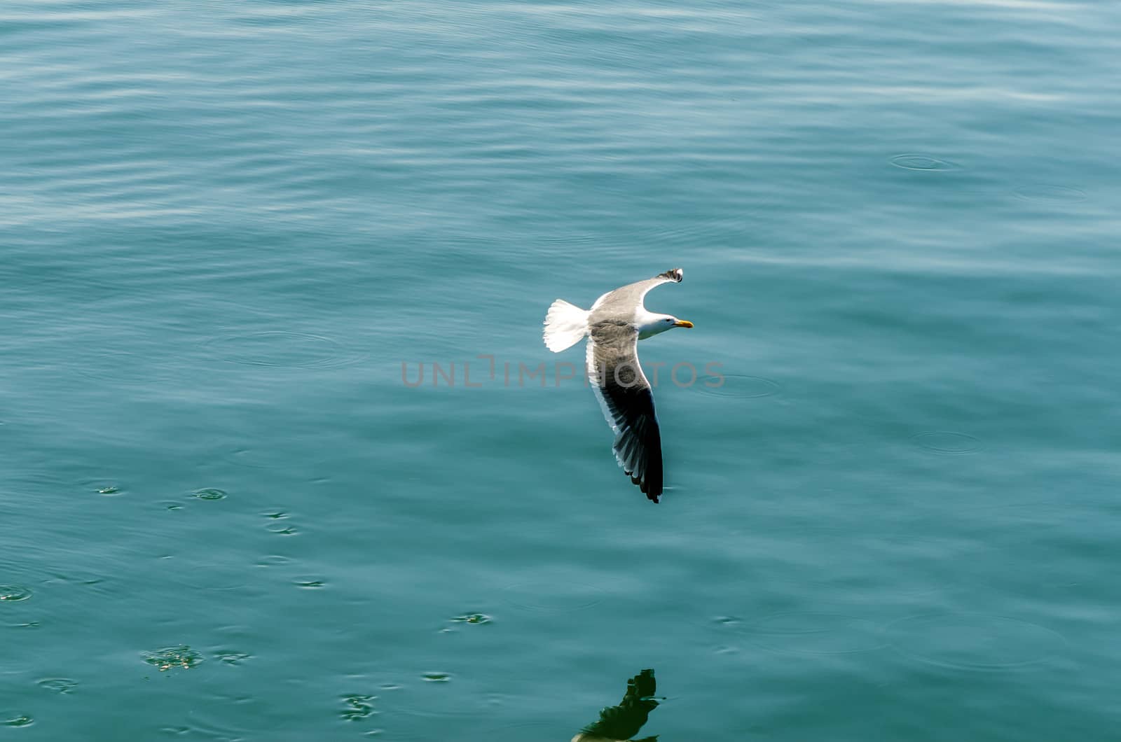 Flying Seagull by jkraft5