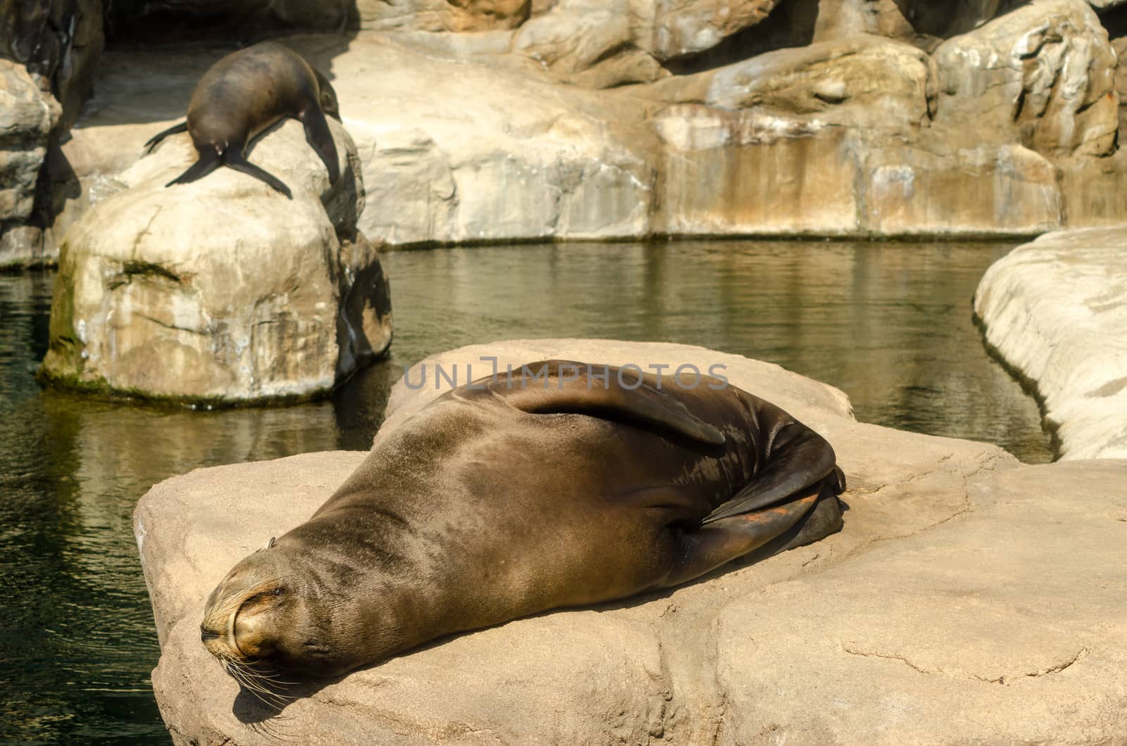 A pair of sea lions relaxing in the sun