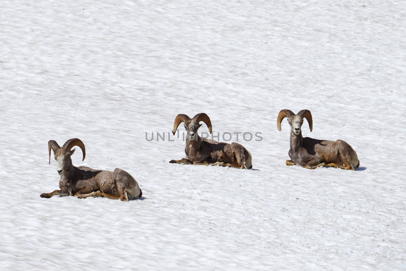 thee bighorn sheep on snow