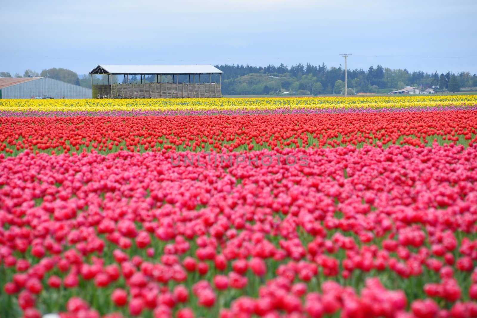 tulip farm with many colors