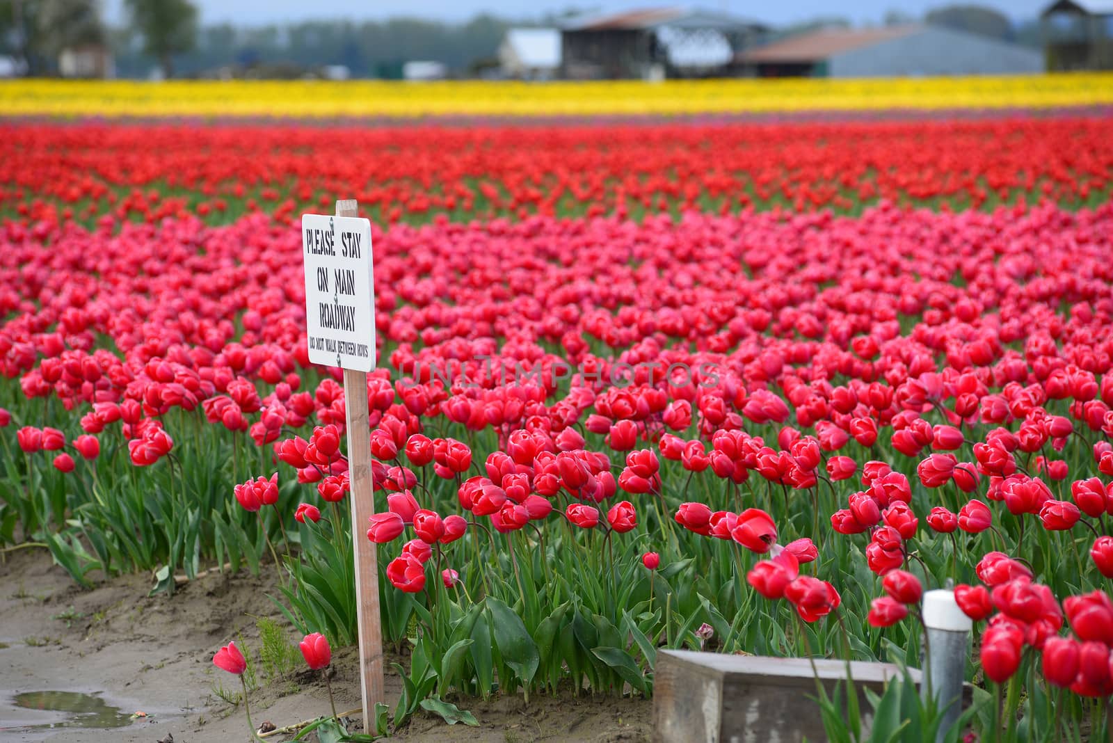 a warning sign in tulip farm