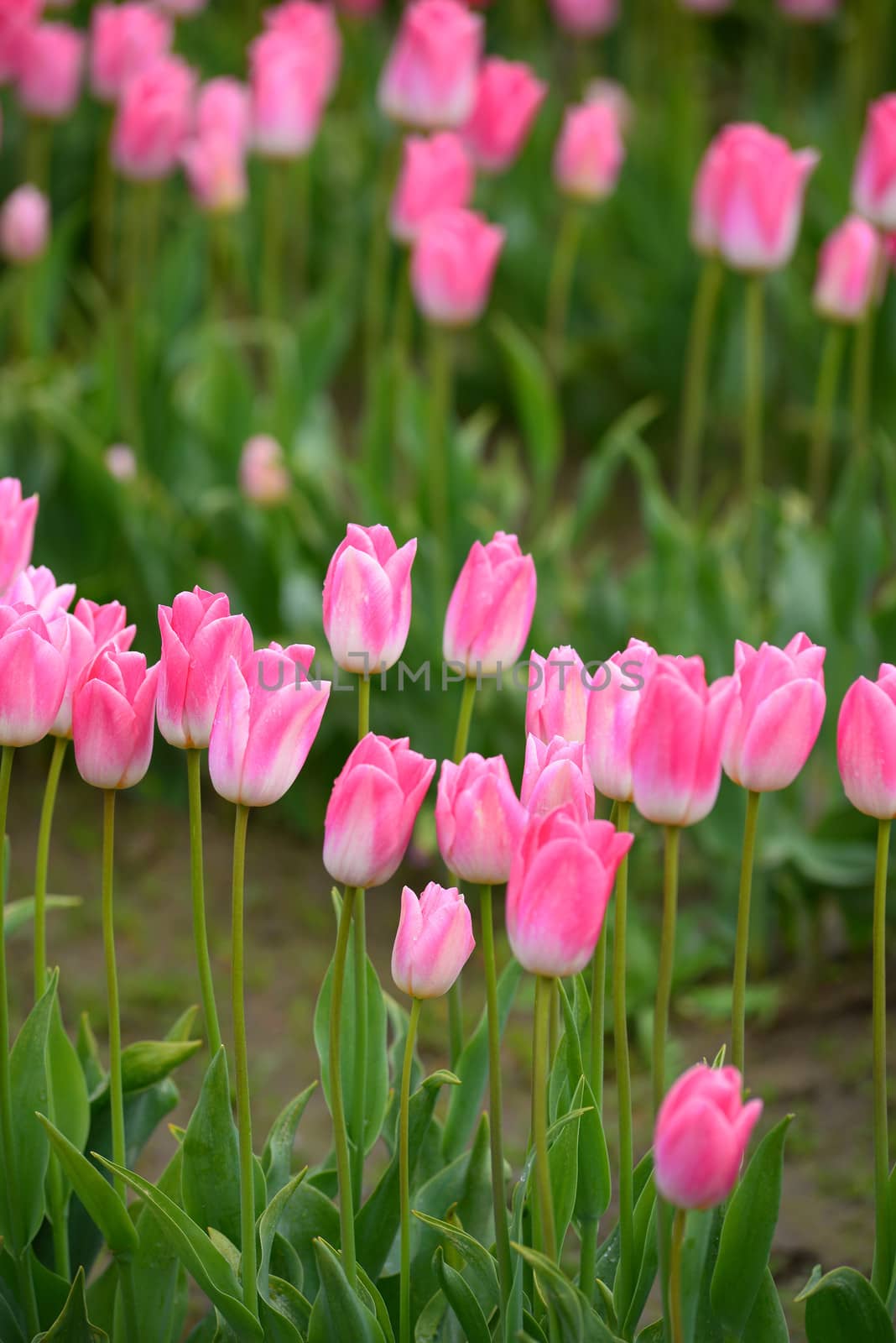 pink tulips by porbital
