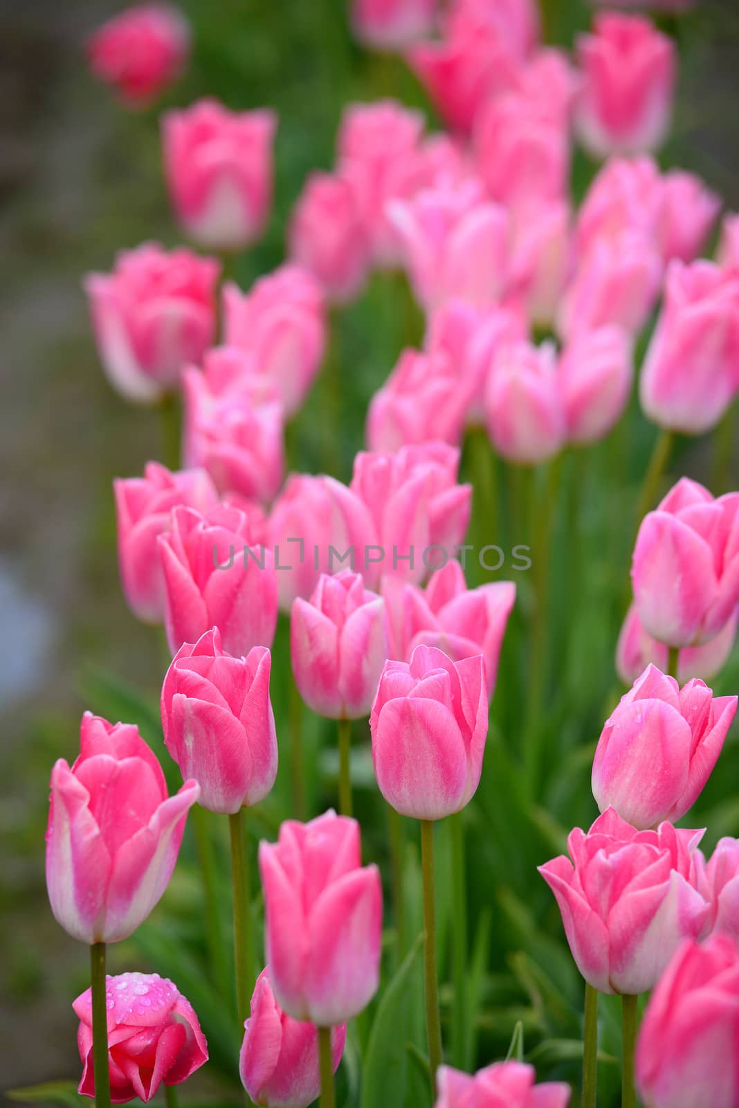 pink tulip farm by porbital