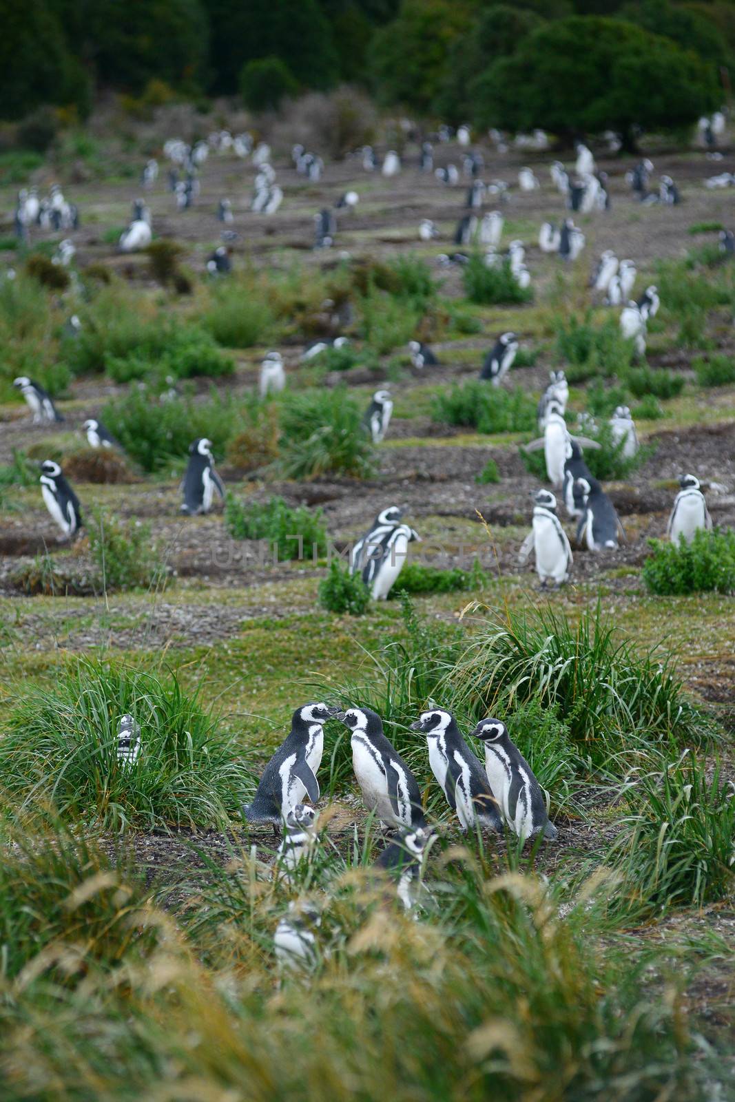 penguin colony in south america