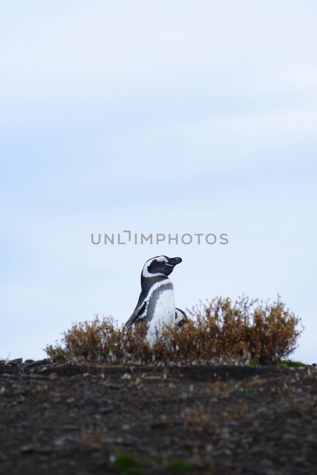a penguin in a nest on a hill