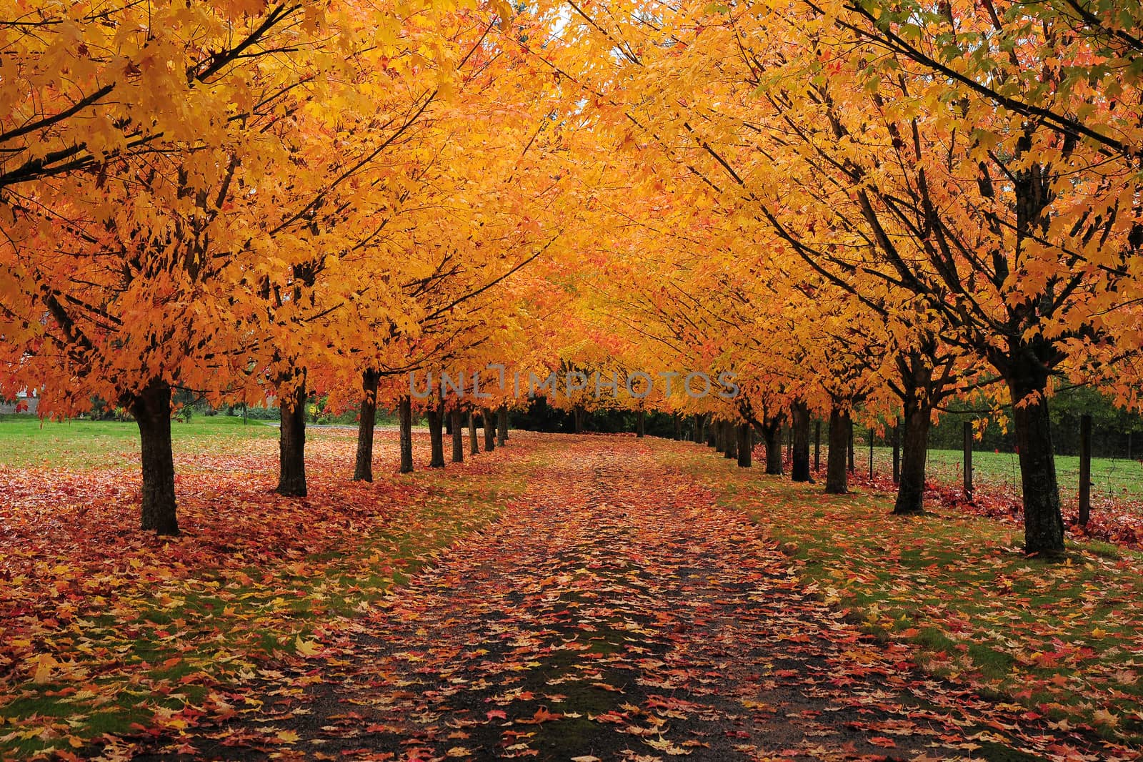 a local drive way with maple trees in autumn
