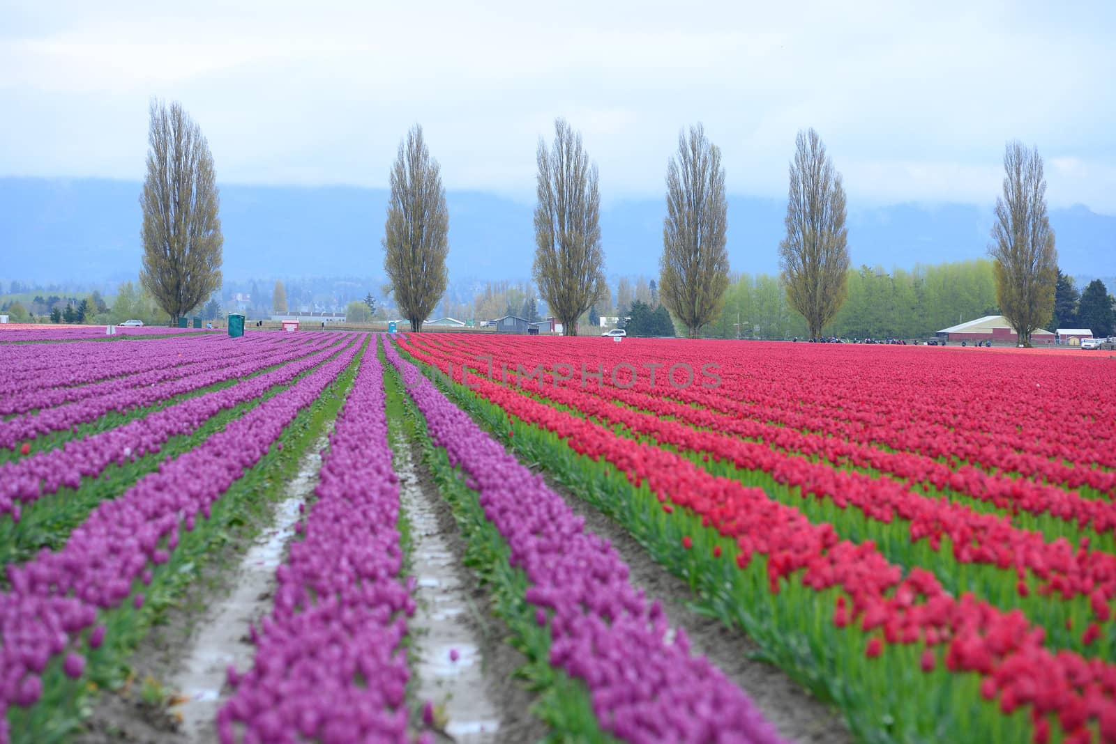 colorful tulip farm in washington
