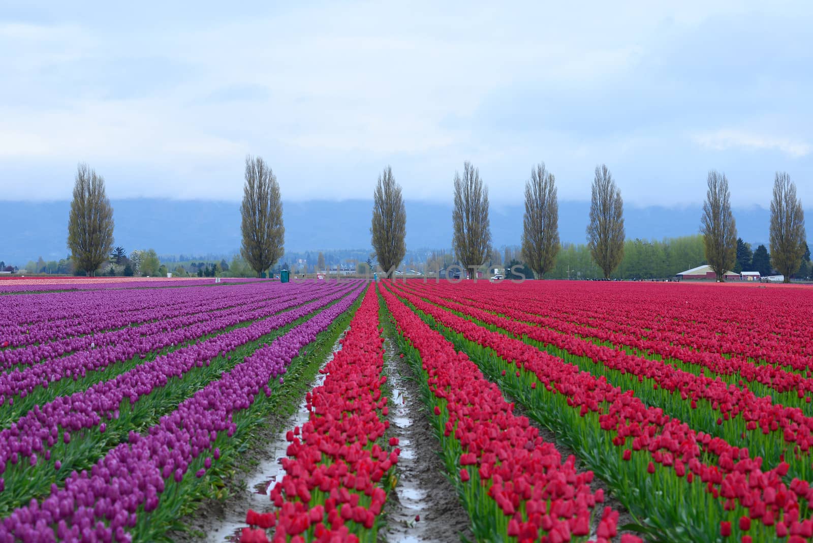 tulip field by porbital