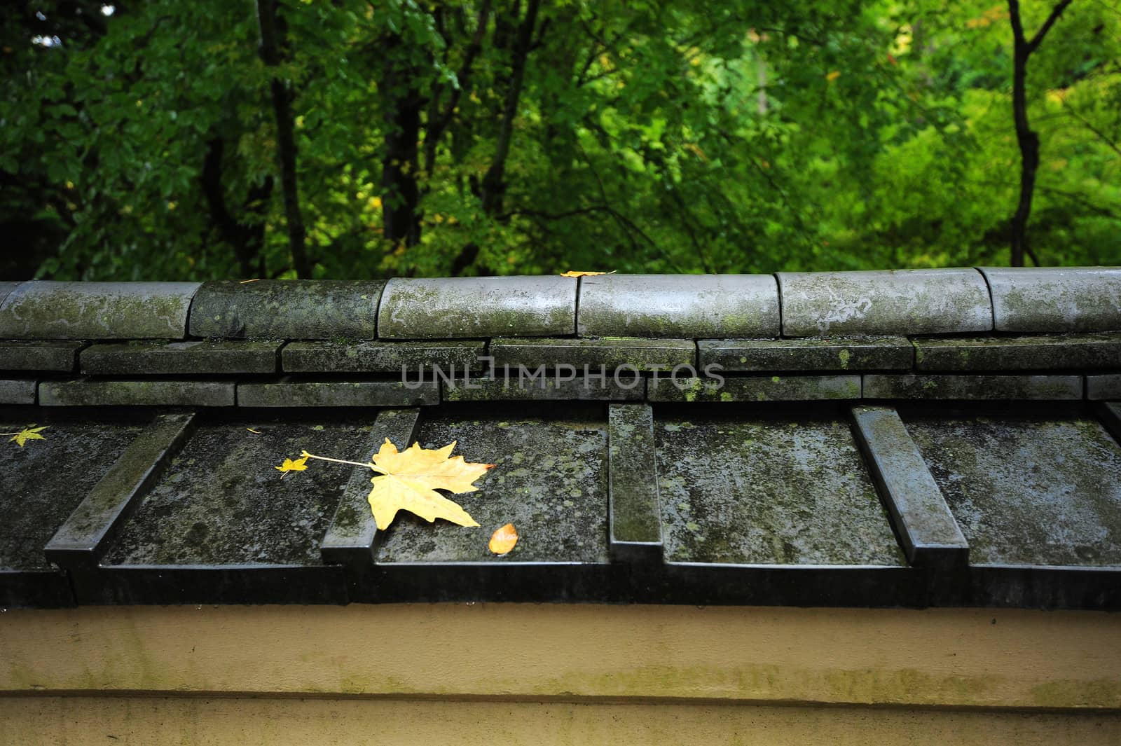 leaf on japanese style roof by porbital