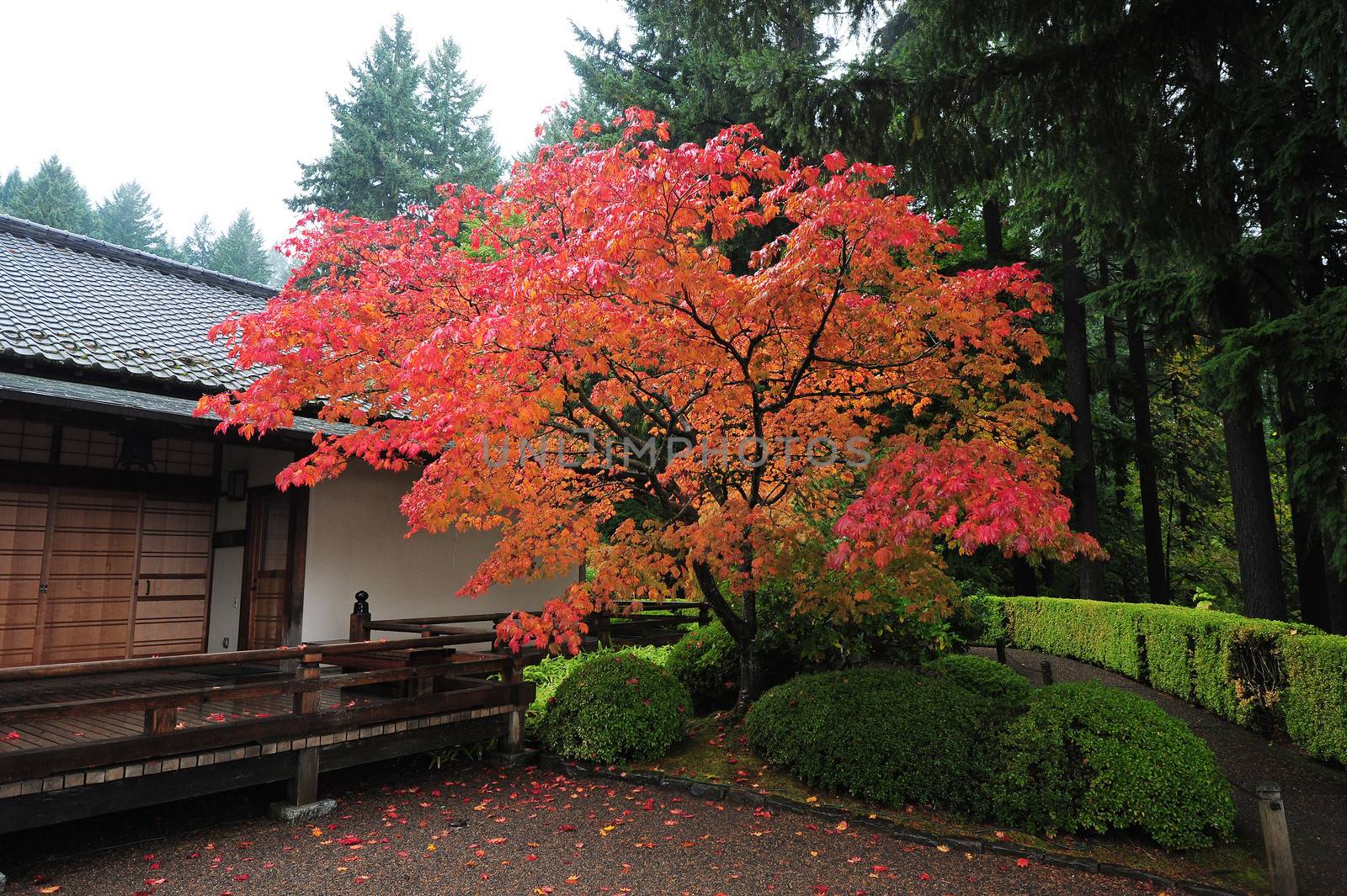 a tree with fall color with japanese style building