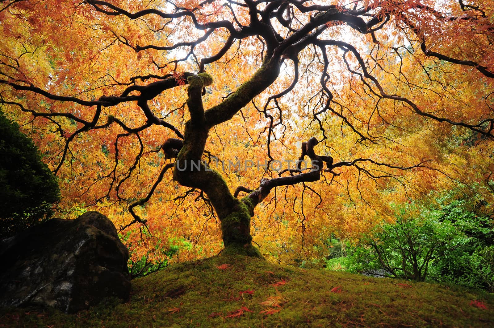 colorful japanese maple tree from a japanese garden
