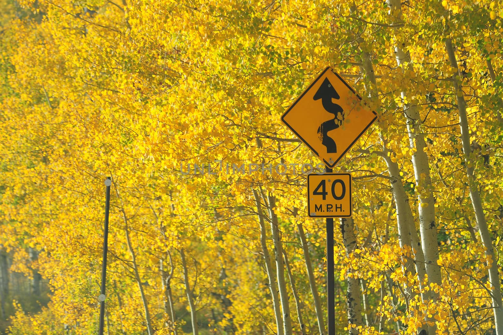 curve sign with fall colors by porbital