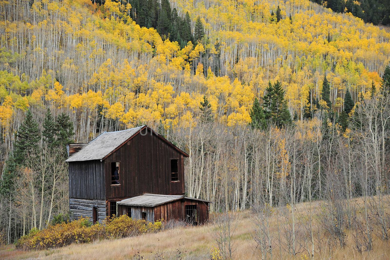 abandoned house in colorado with yellow aspen forest