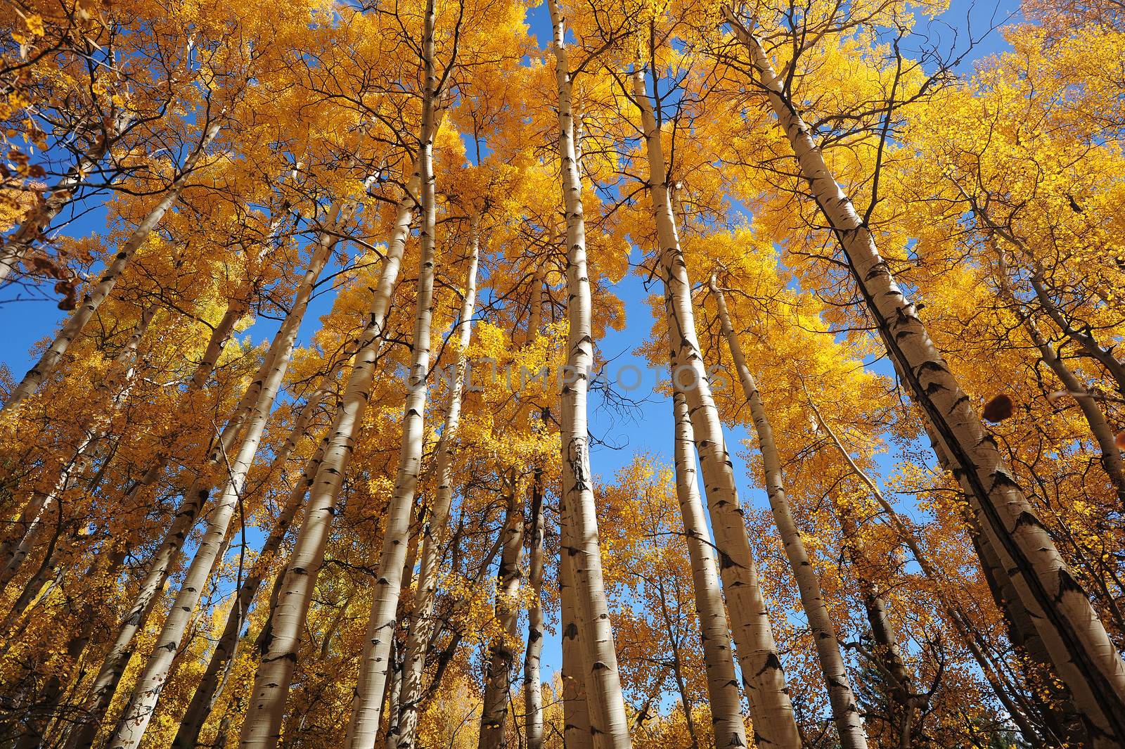 yellow aspen tree during fall foliage in colorado