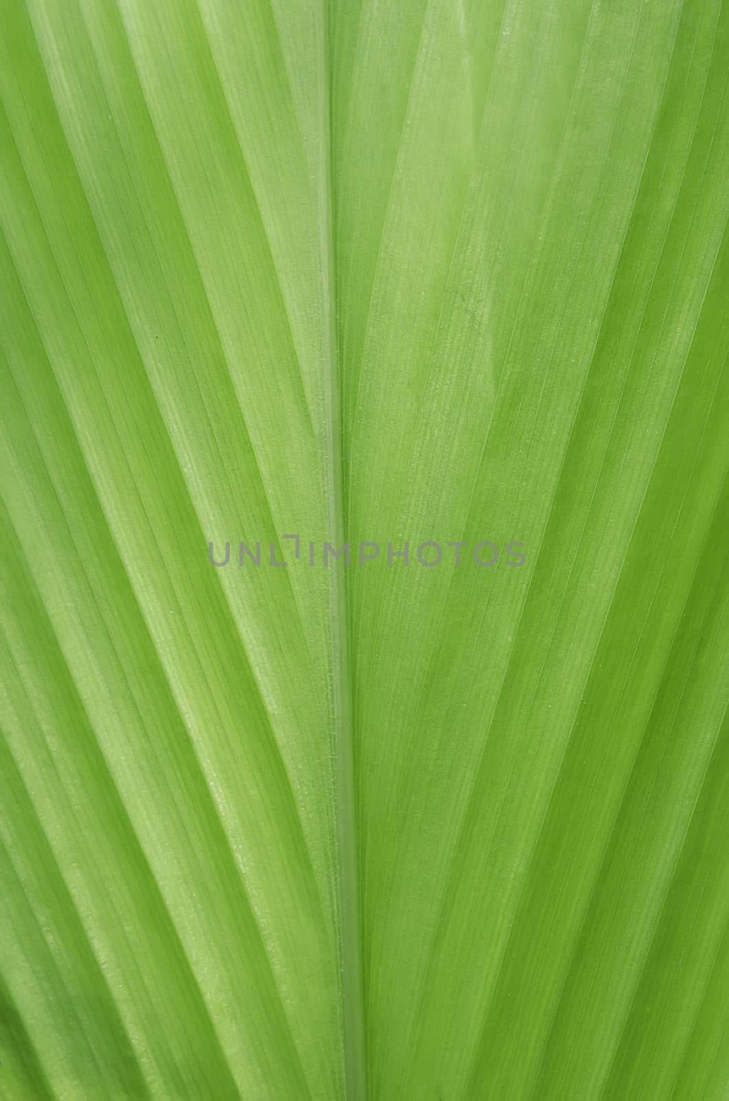 beautiful fresh green leaf as a background