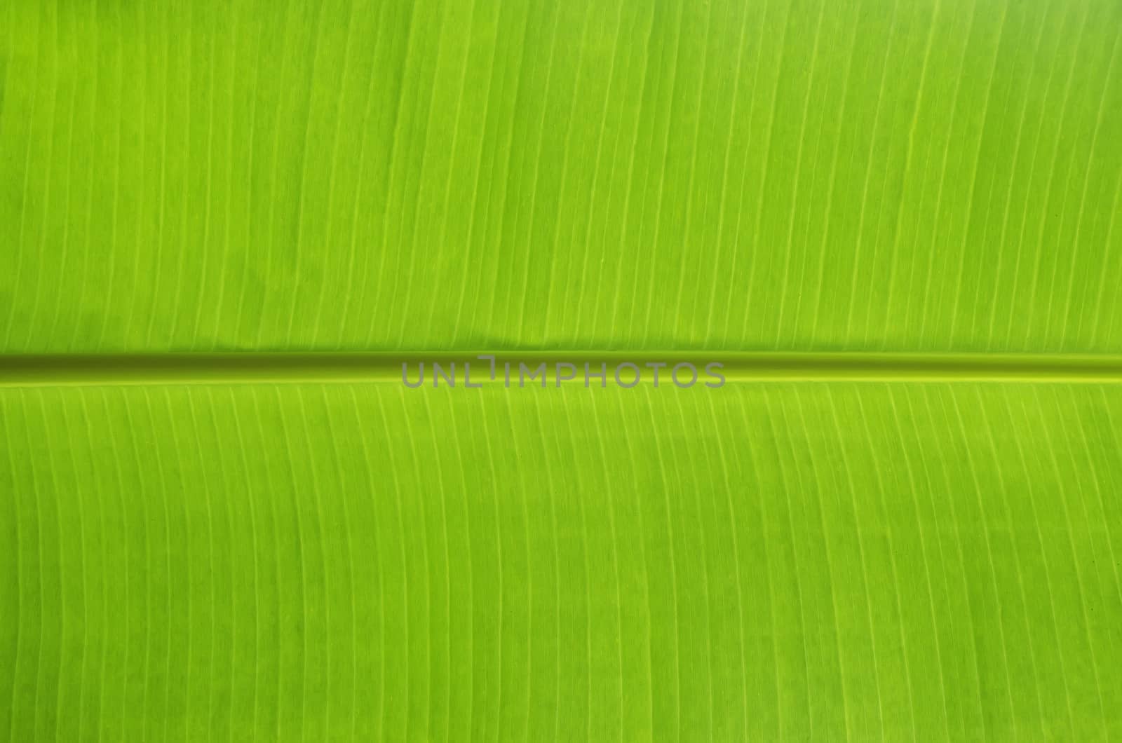Green banana leaves use for the background
