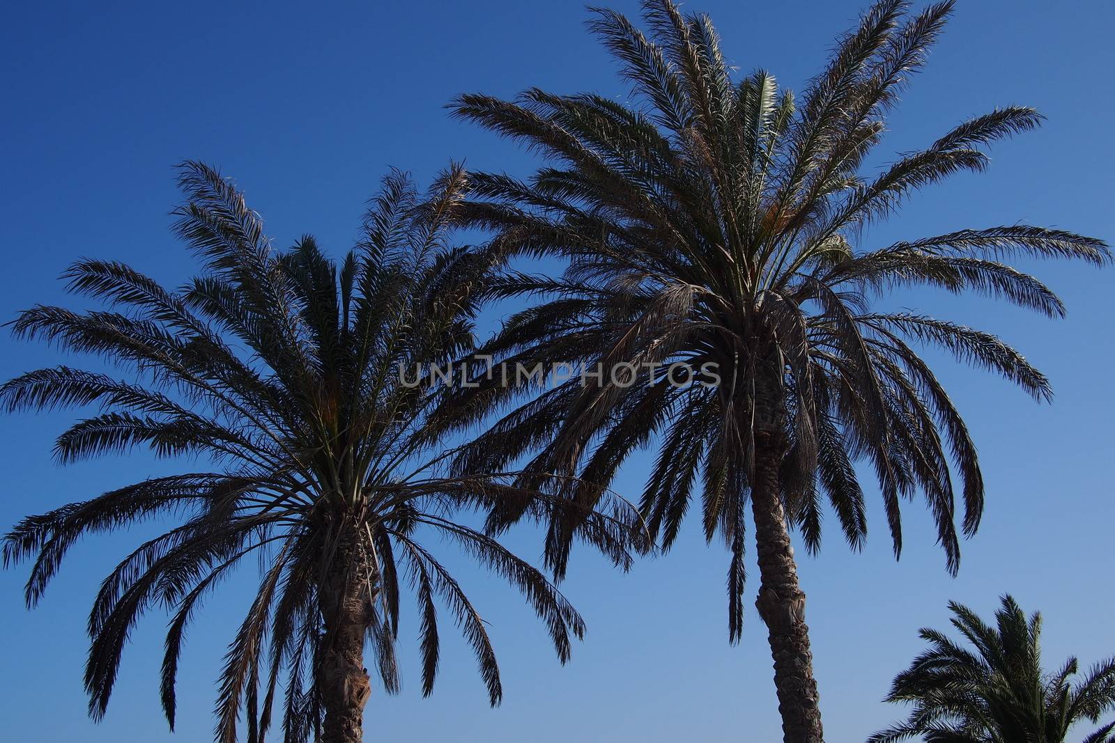 Two long and tall palm trees
