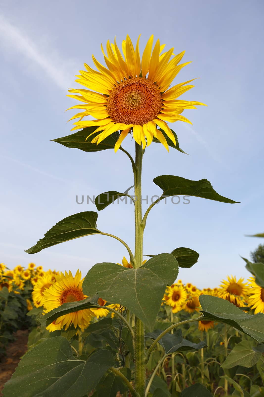 Austria Grimming 14-07-2013 The sunflower with the blue sky in background