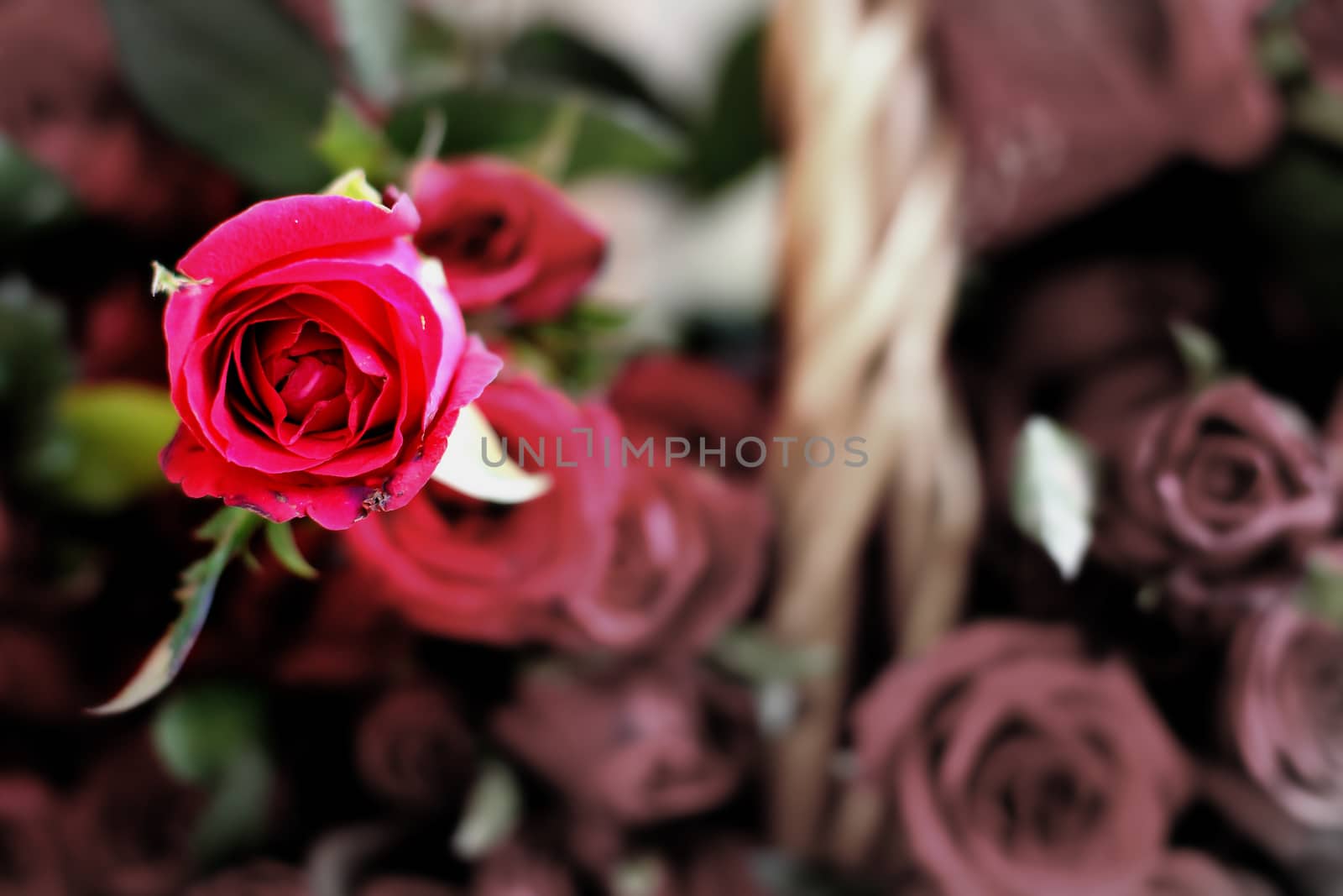 bouquet of a beautiful red roses close-up by myrainjom01