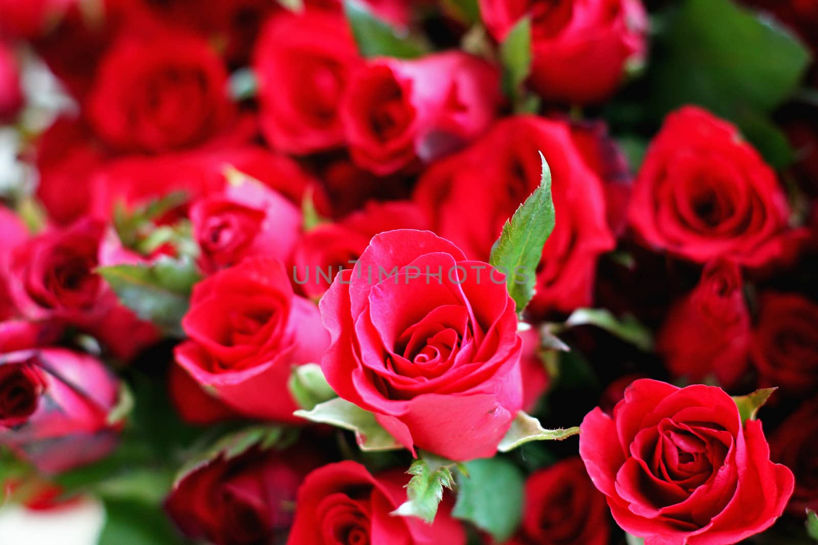 bouquet of a beautiful red roses close-up by myrainjom01