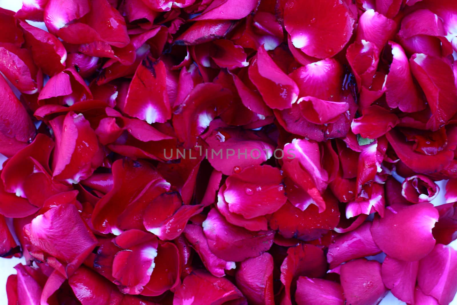 Close up red rose petal background by myrainjom01