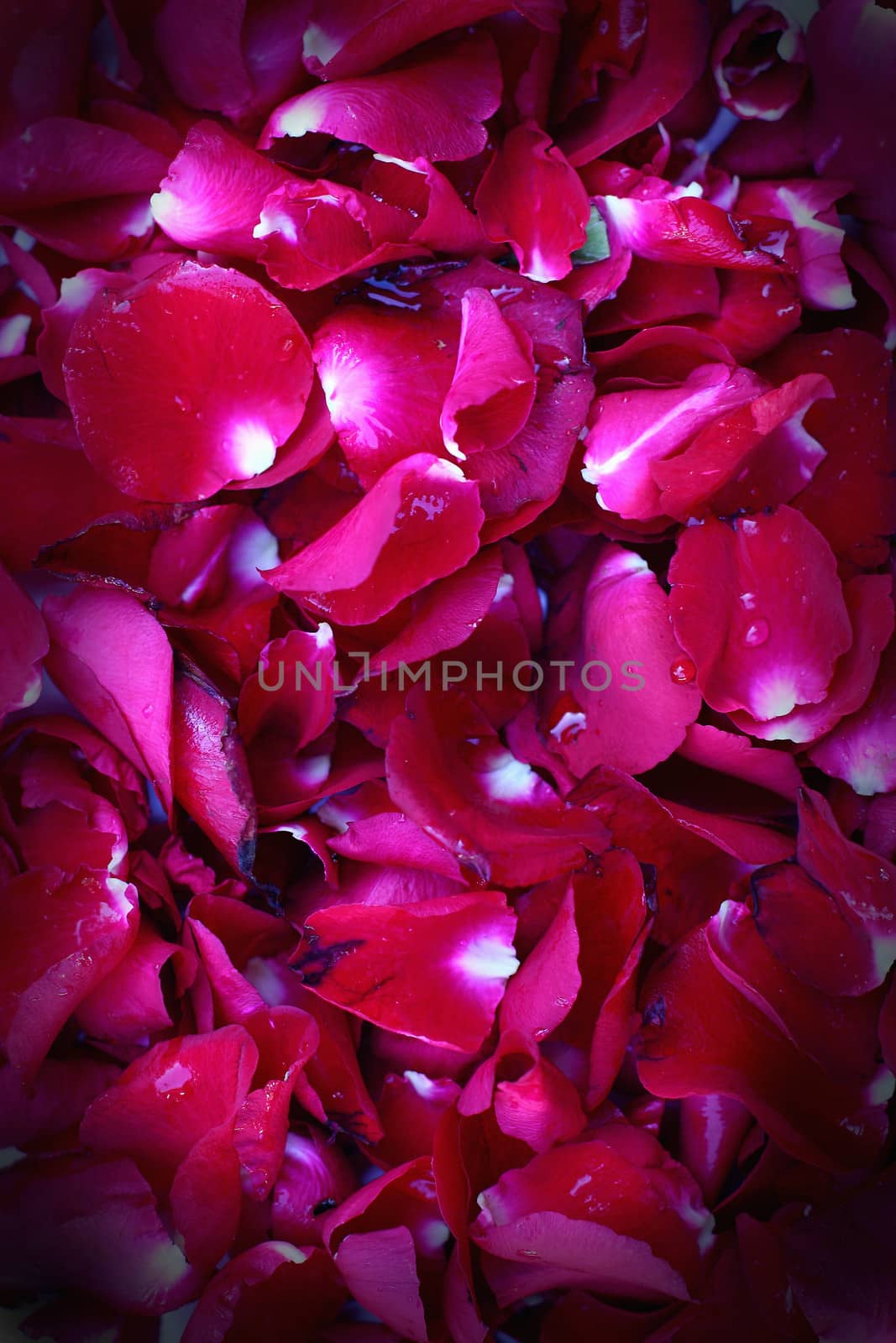 Close up red rose petal background by myrainjom01