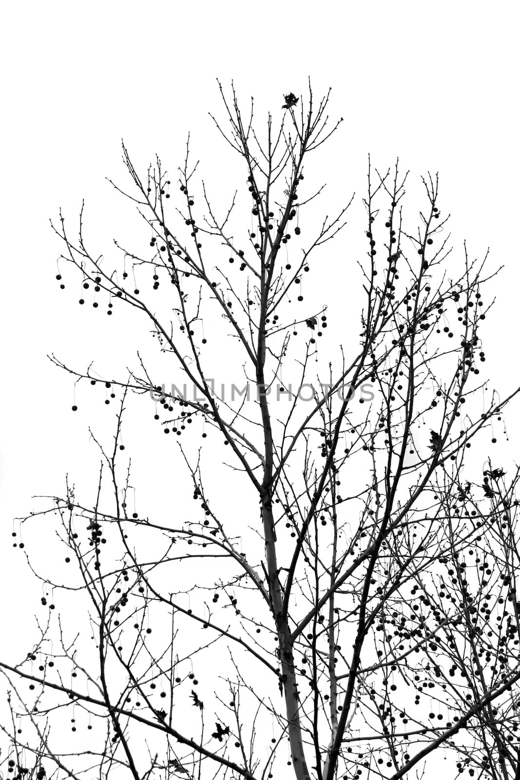 black and white tree branches autumn by goce
