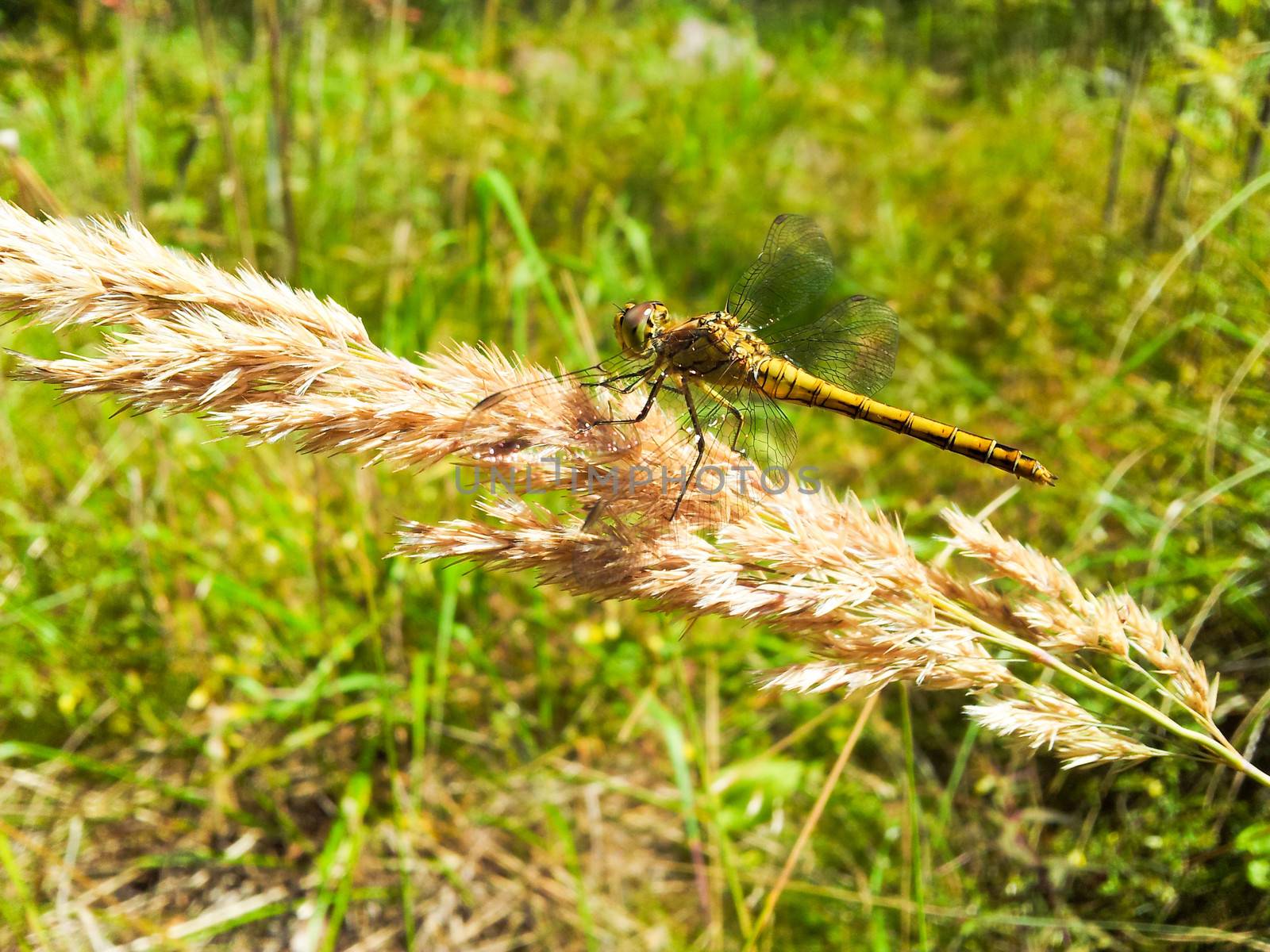 Yellow dragonfly resting on a brown straw towards green grass