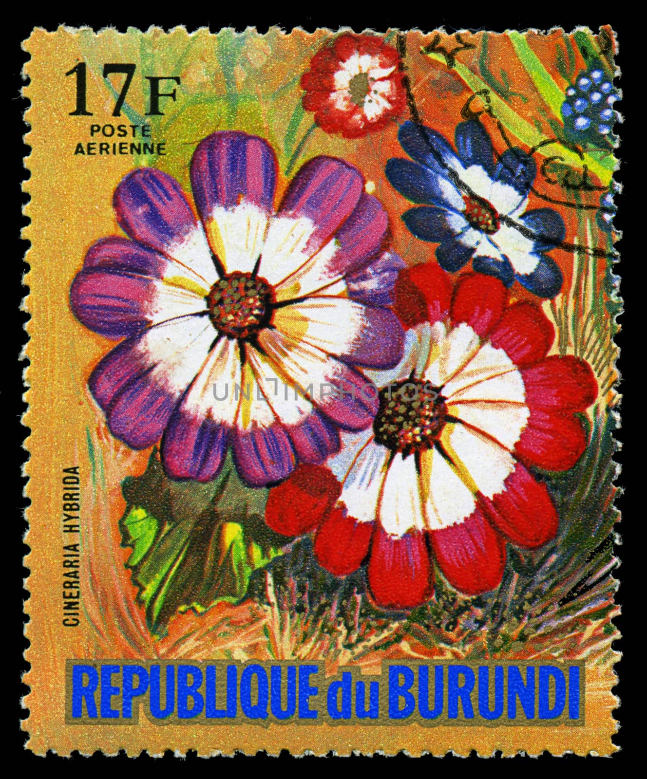 REPUBLIC OF BURUNDI - CIRCA 1974: A stamp printed in Republic of Burundi shows Cineraria Hybrida, series, circa 1974