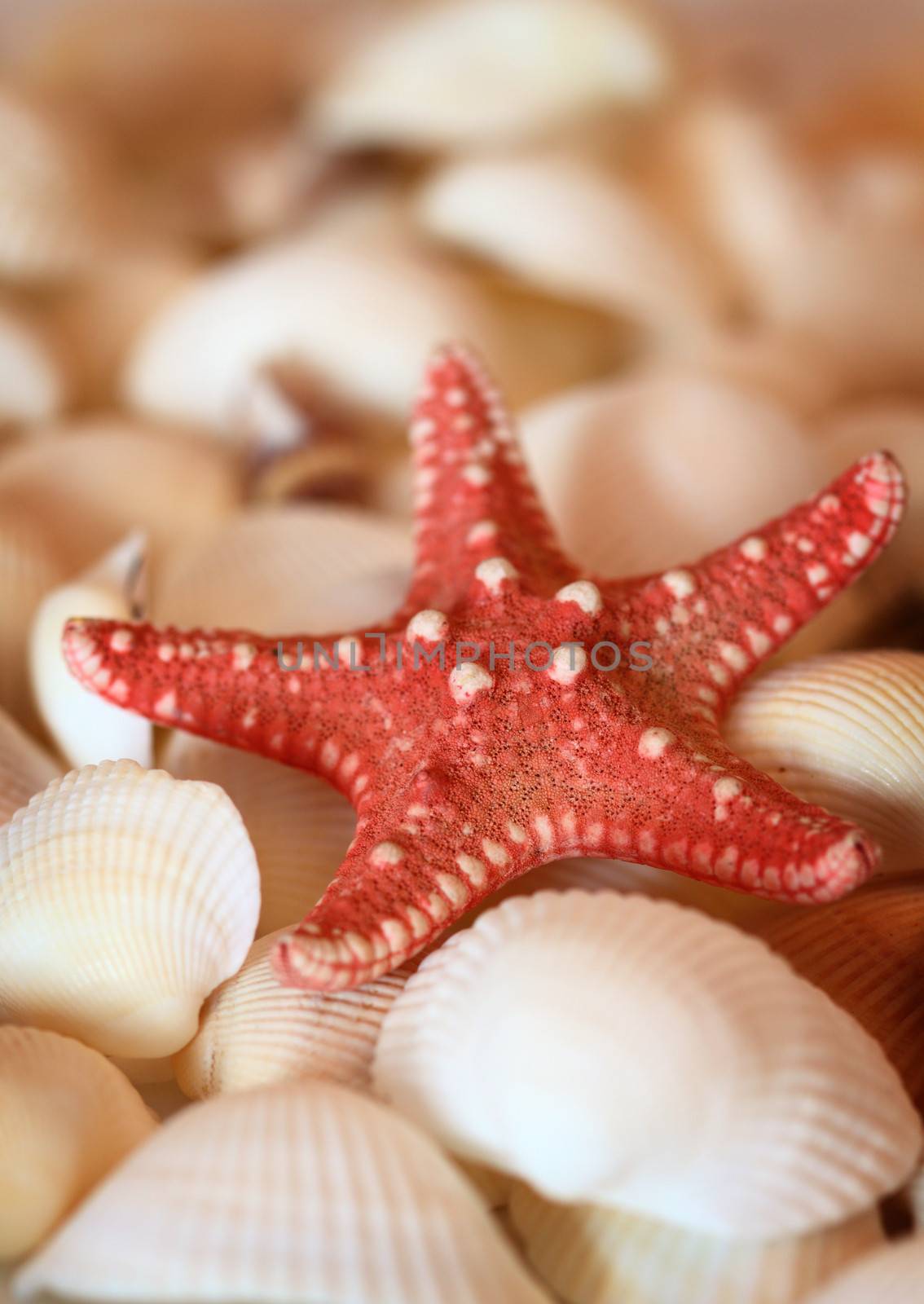 red starfish on the background of white shells, shallow DOF