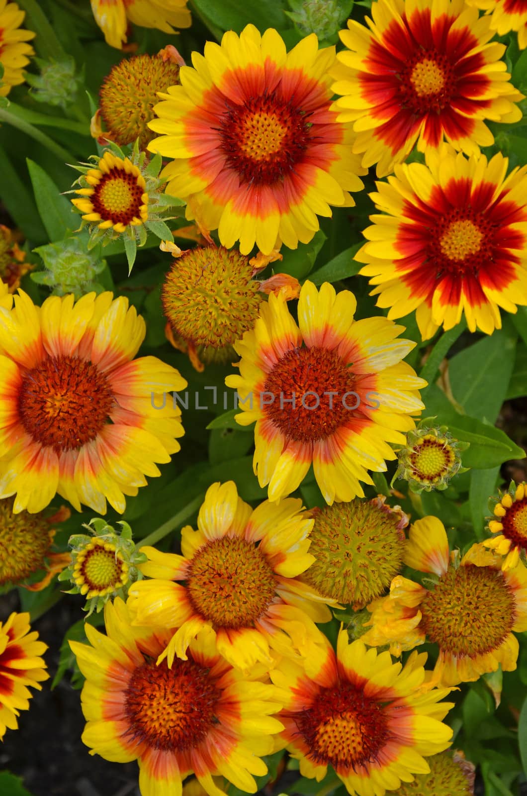 Orange and yellow echinace flowers blooming in summer garden