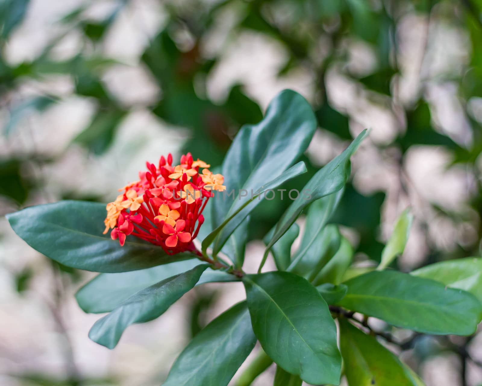 Red Flower by imagesbykenny