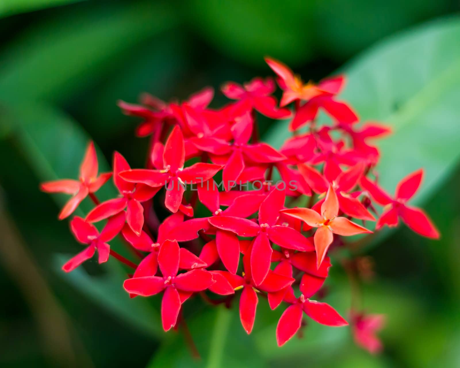 Red flower of rubiaceae family Ixora duffi