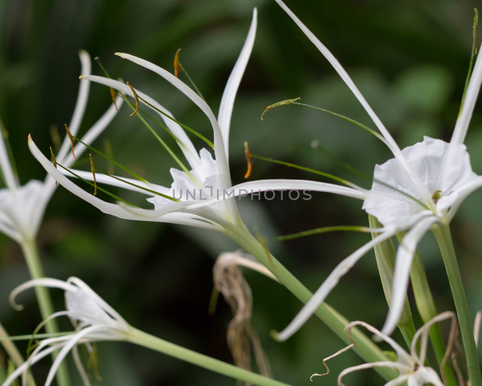 White rubiaceae by imagesbykenny