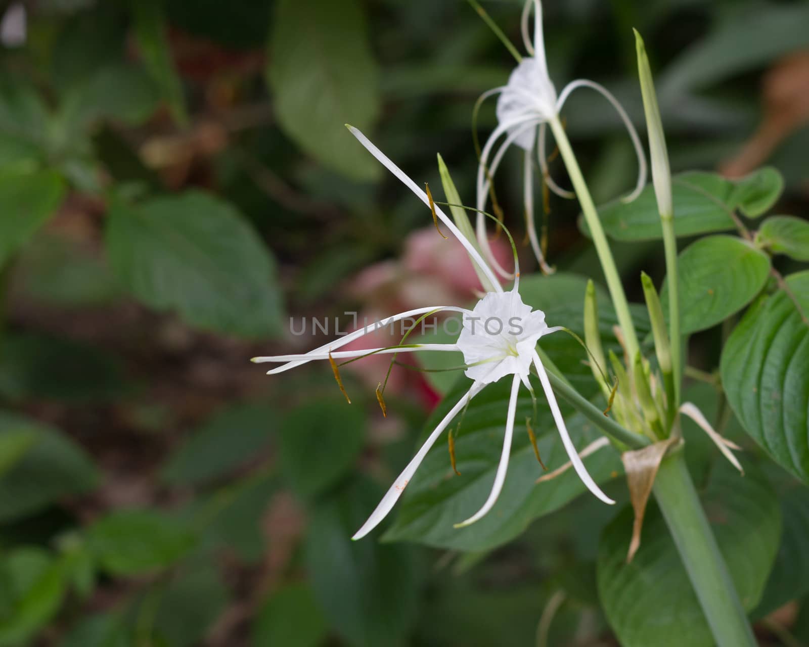 White rubiaceae by imagesbykenny
