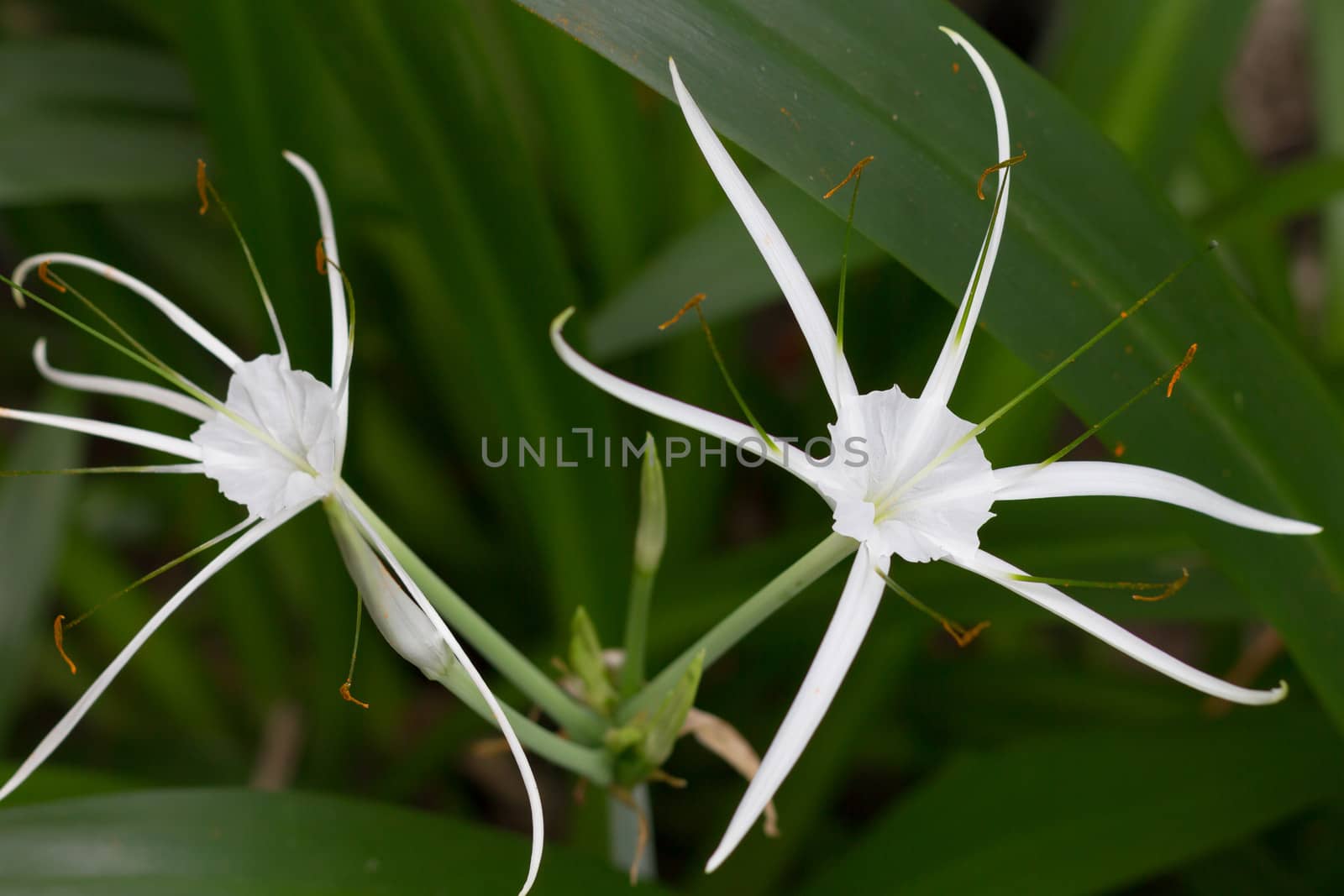 White flower of rubiaceae family
