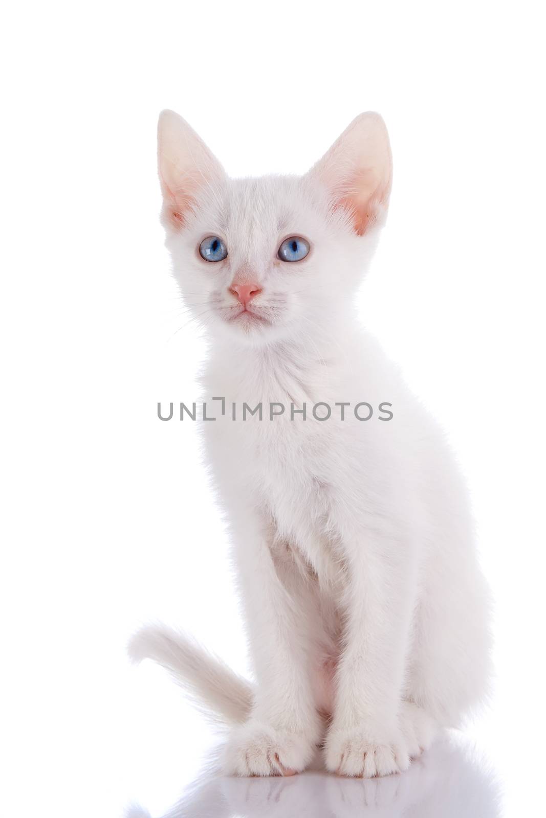 White kitten with blue eyes. Kitten on a white background. Small predator. Small cat.