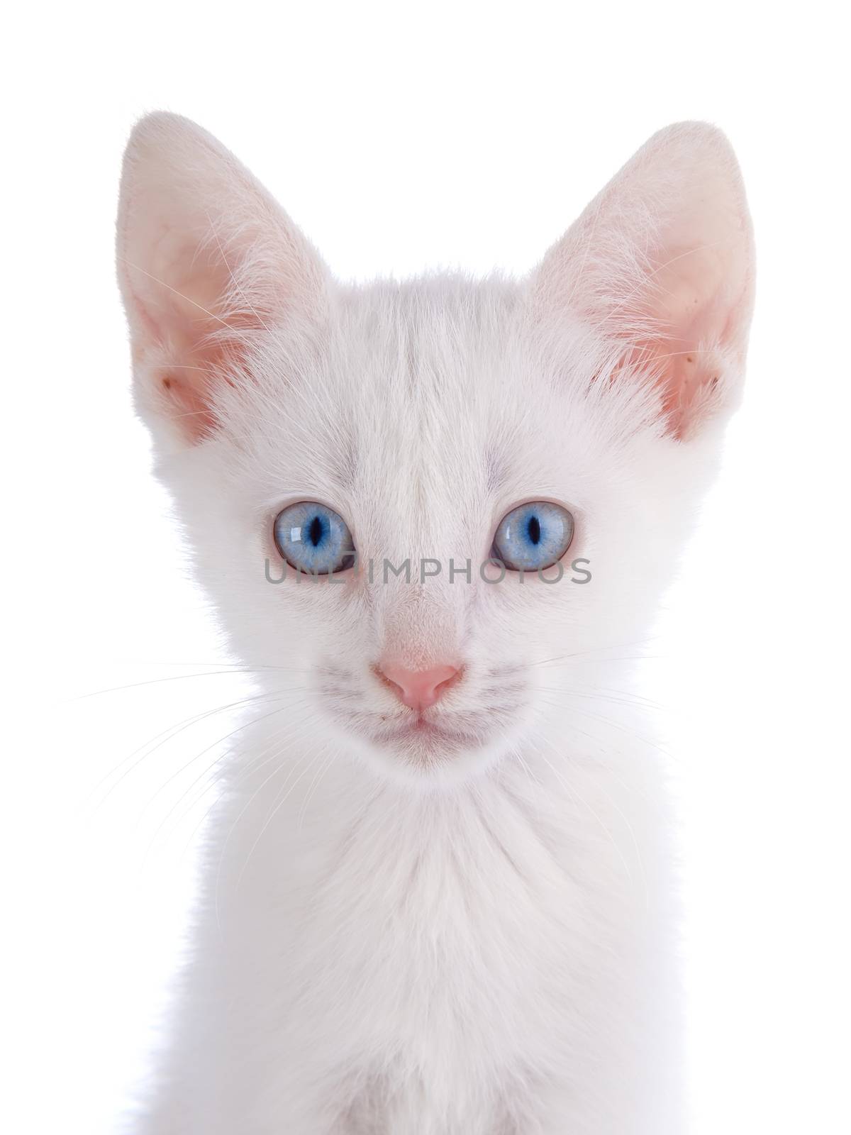 Portrait of a white kitten with blue eyes. by Azaliya