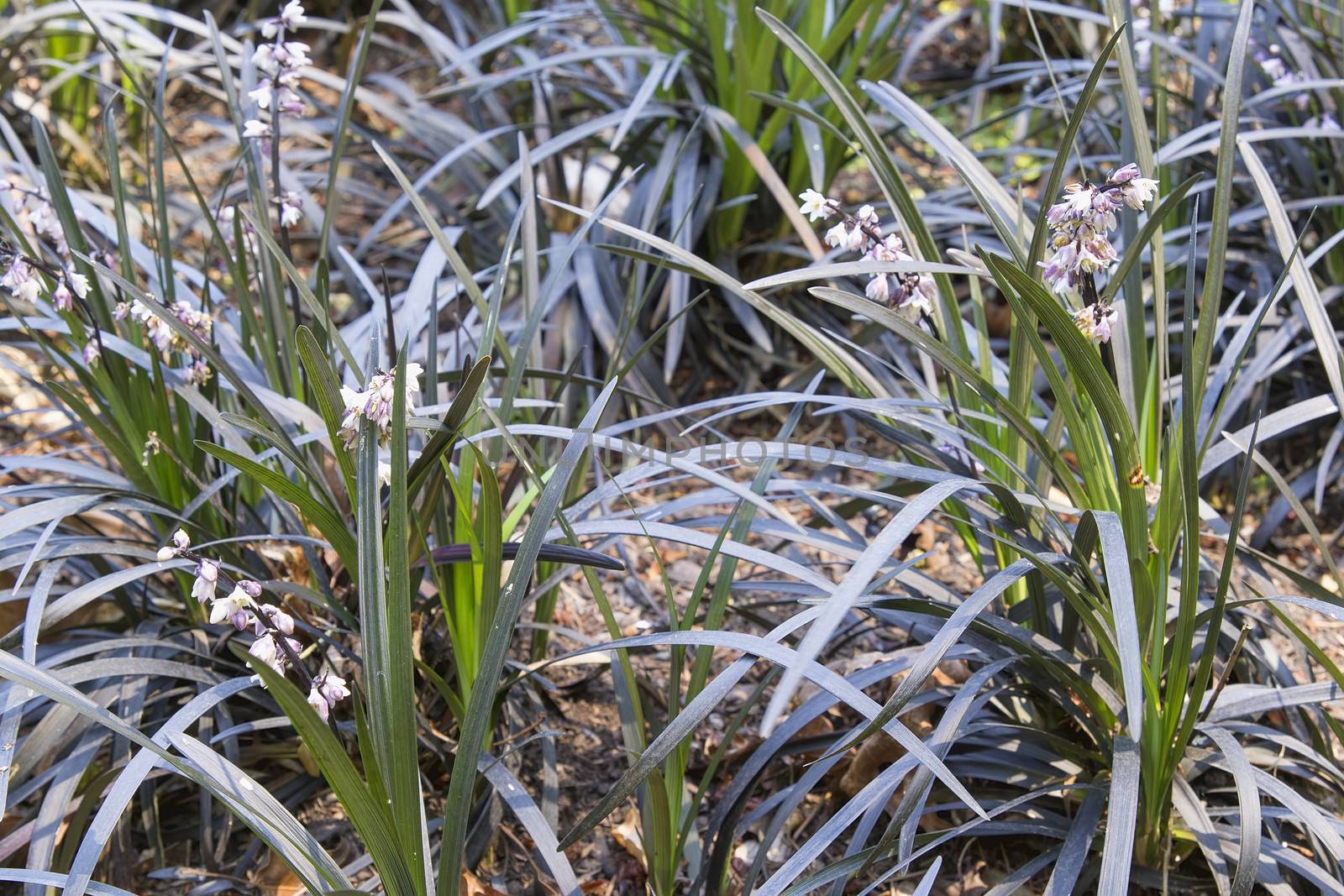 Black Mondo Grass with Flowers on Garden Backyard Landscaping Closeup