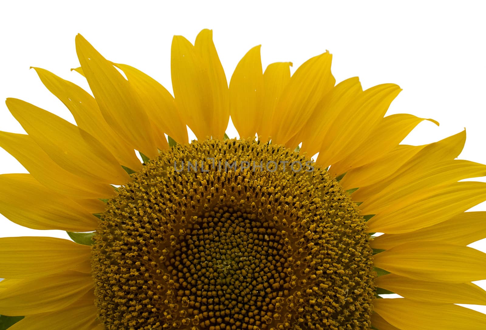 Sunflowers on the white background